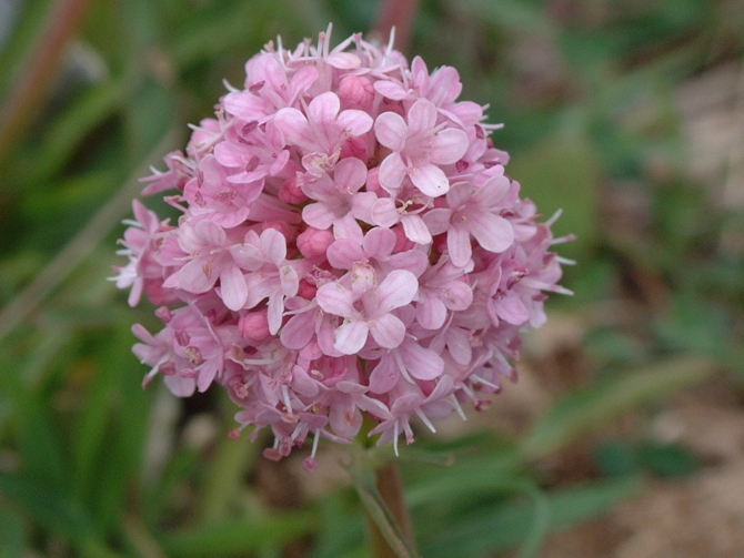 Valeriana tuberosa / Valeriana tuberosa